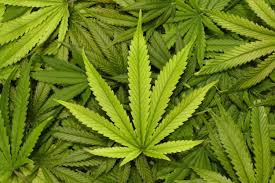 Going Legal? - Marijuana