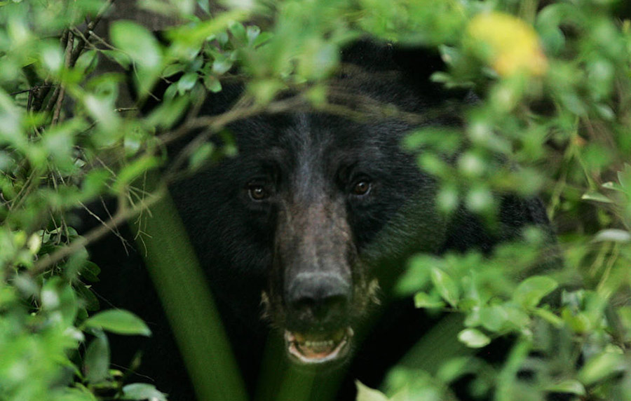 Man survives bear attack after a fight in the kitchen